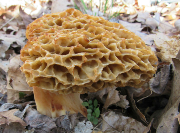 Morel